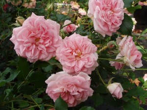 PRETTY IN PINK (Ground cover)